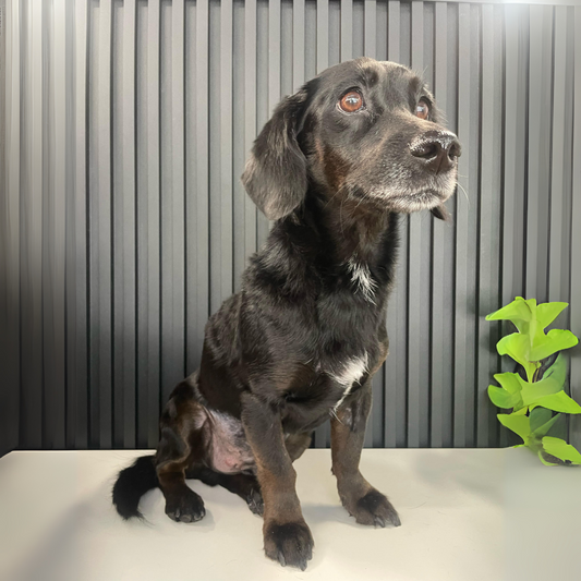 De Tis Peluquería a Tis Pets: Un Sueño en Expansión